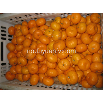 Fersk Nanfeng Baby Mandarin